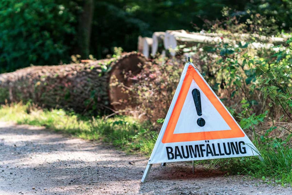 Baum fällen Genehmigung Das müssen Sie wissen