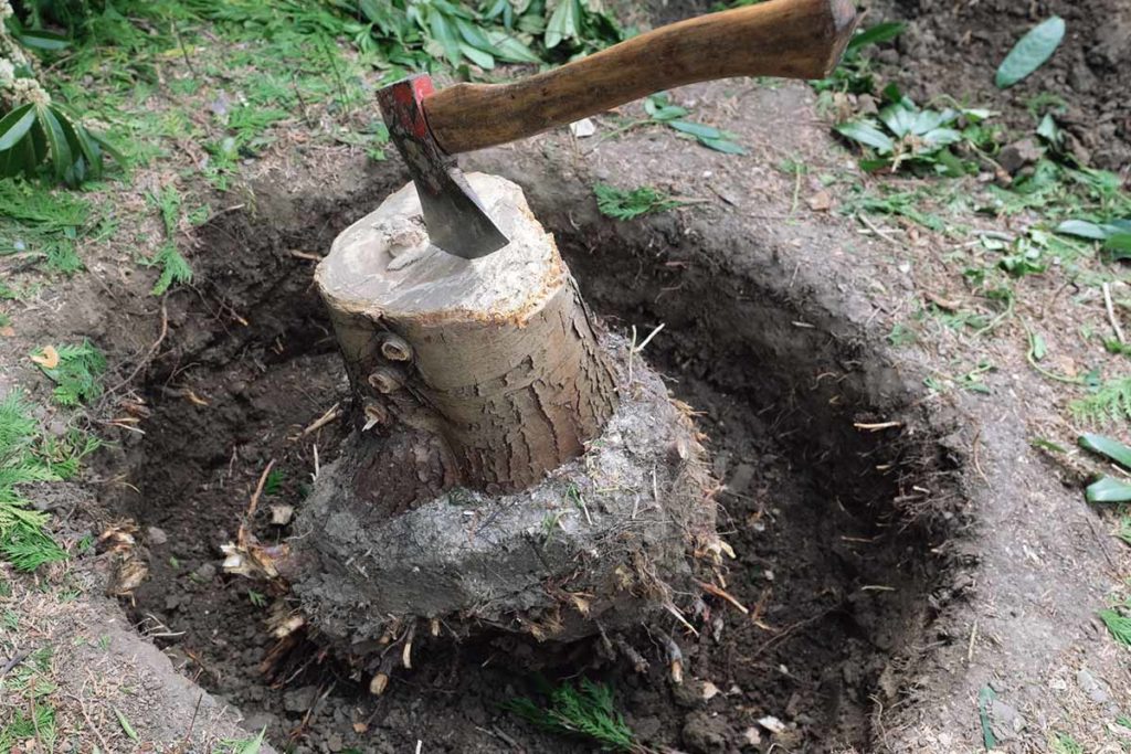 Baumstumpf-ausgraben