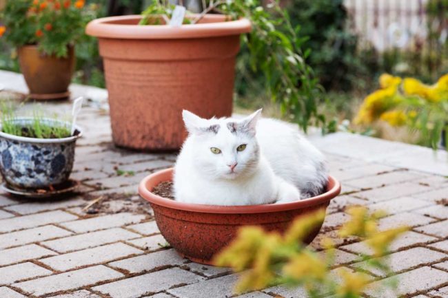 Katze-im-Garten