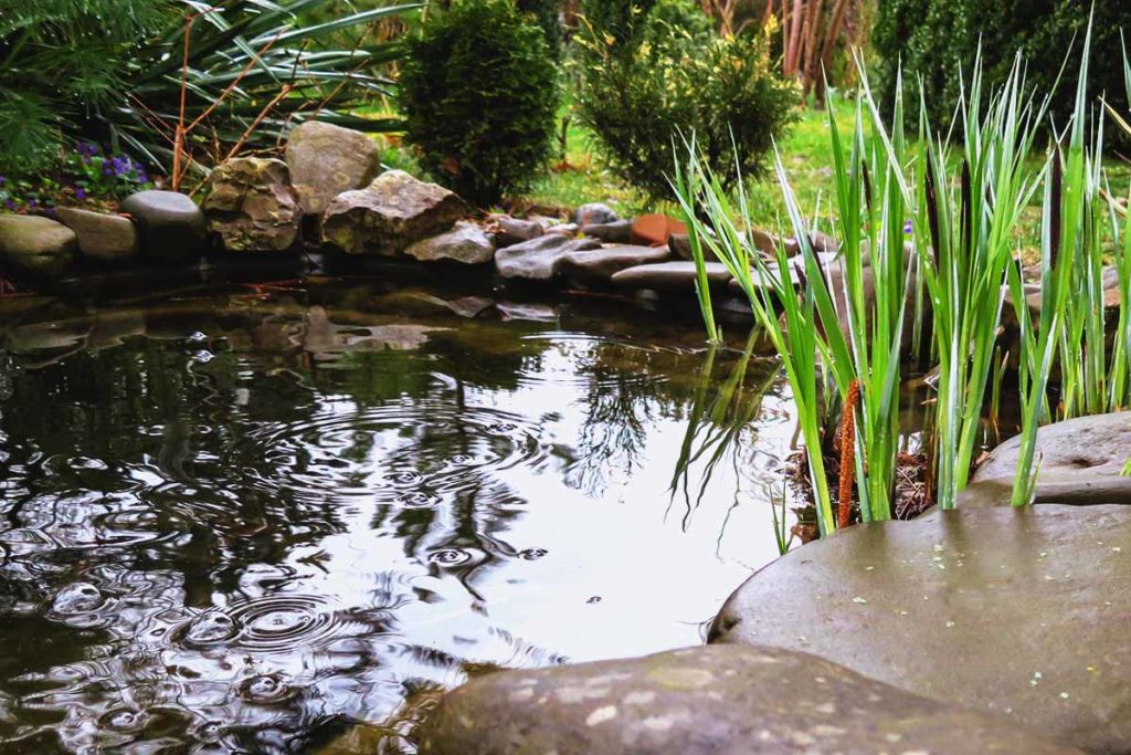 Teichzonen im Gartenteich anlegen So geht’s richtig