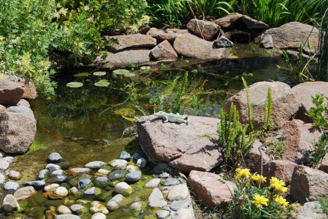 Teichzonen im Gartenteich anlegen So geht’s richtig