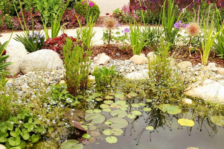 natureteich anlegen Unterschiede zum Gartenteich