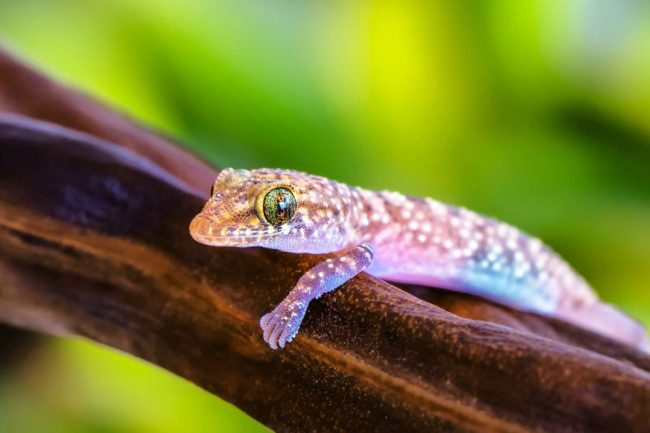 Geckos-im-Garten