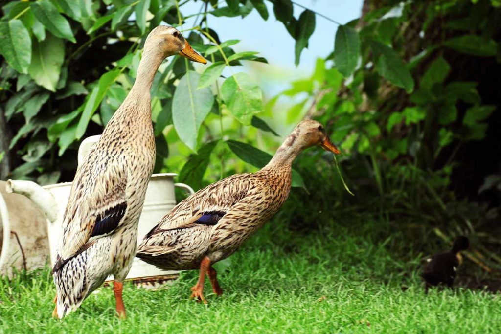 Nutztiere im Garten halten Tipps, Wissenswertes und Rechtliches