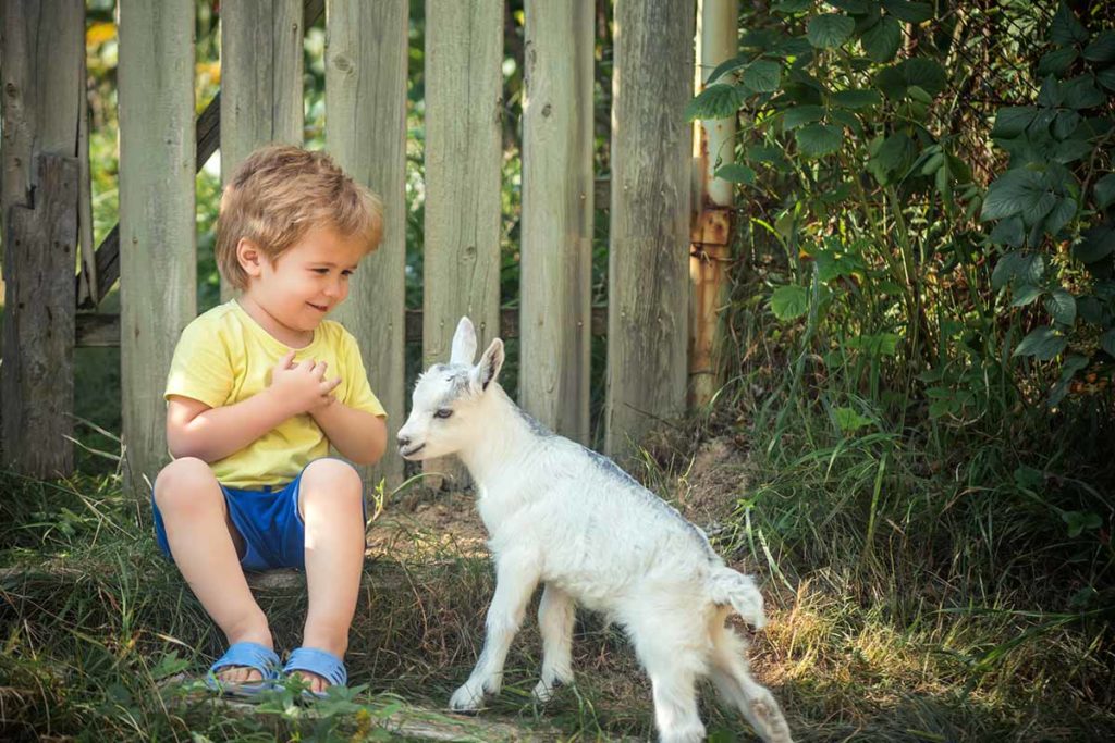 Nutztiere im Garten halten Tipps, Wissenswertes und Rechtliches