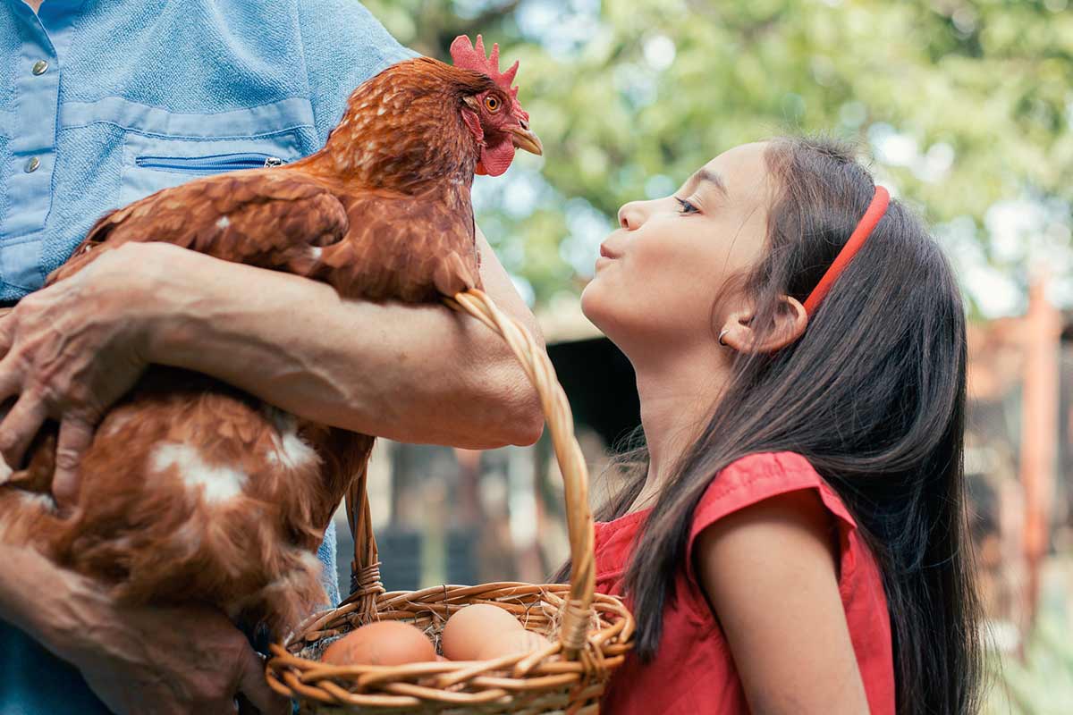 Nutztiere im Garten halten Tipps, Wissenswertes und Rechtliches