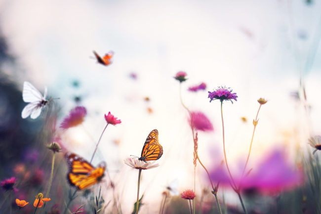 Schmetterlinge-im-Garten