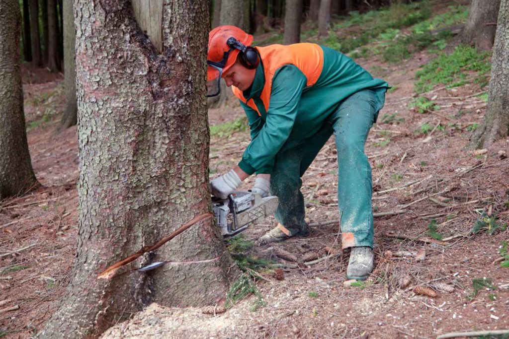Baum richtig fällen Anleitung Schritt für Schritt
