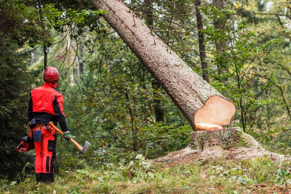 Dünnen Baum Fällen Schrägschnitt