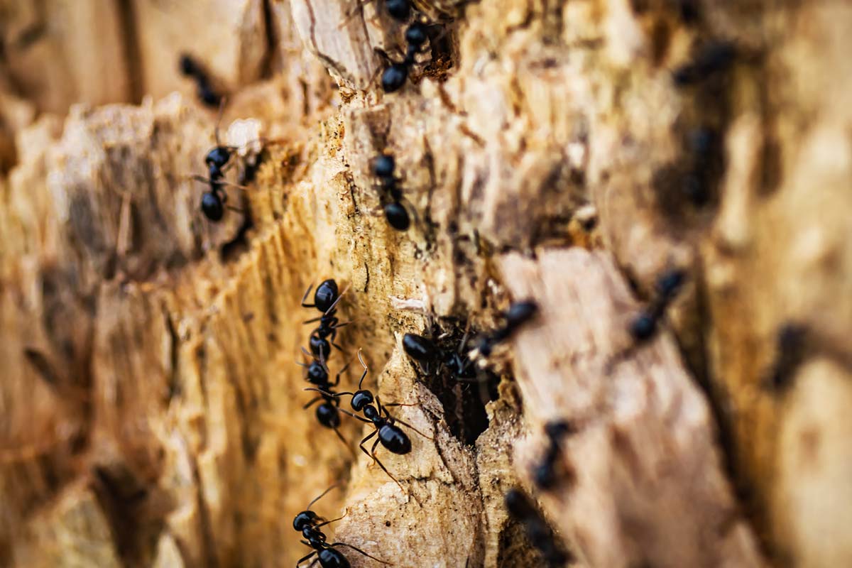 Ameisen-im-Garten-bekaempfen