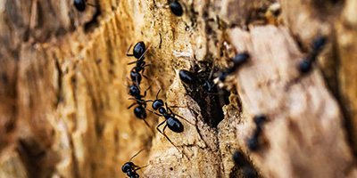 Ameisen-im-Garten-bekaempfen-Aufmacher