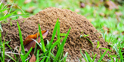 Ameisen-im-Rasen-bekaempfen-Aufmacher