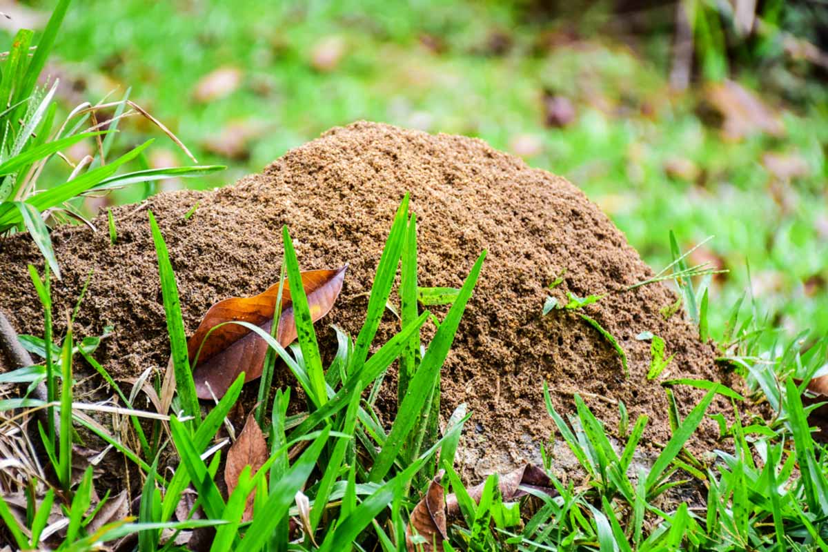 Ameisen-im-Rasen-bekaempfen