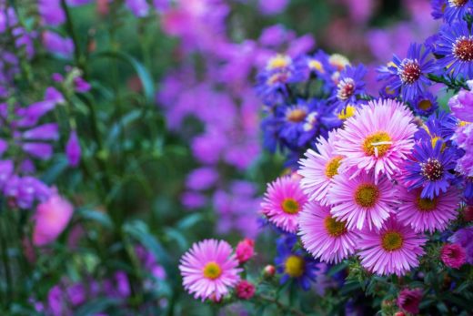 Blumenarten mit Bildern Die schönsten Blumen in der Übersicht