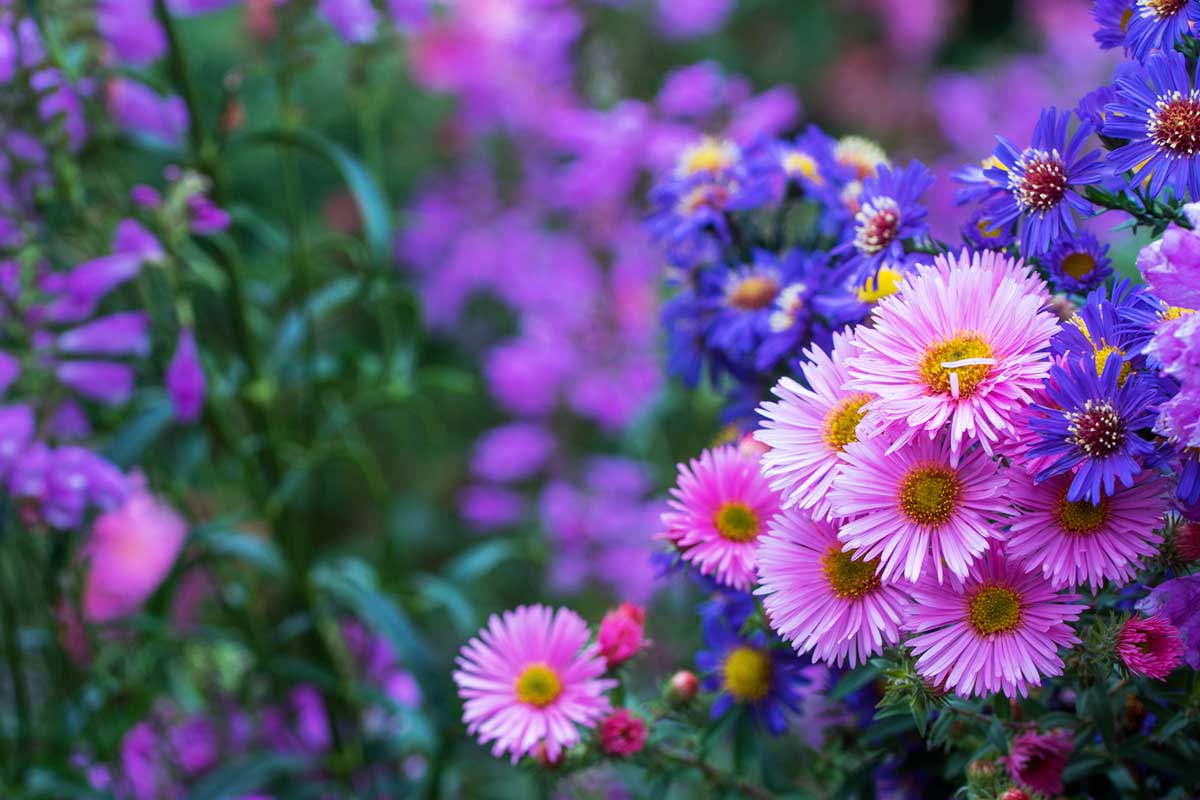 Blumenarten mit Bildern: Die schönsten Blumen in der Übersicht