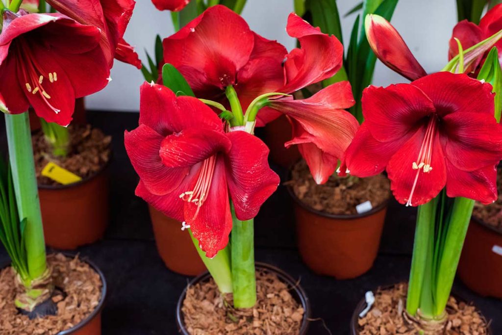 Blumenarten mit Bildern Die schönsten Blumen in der Übersicht