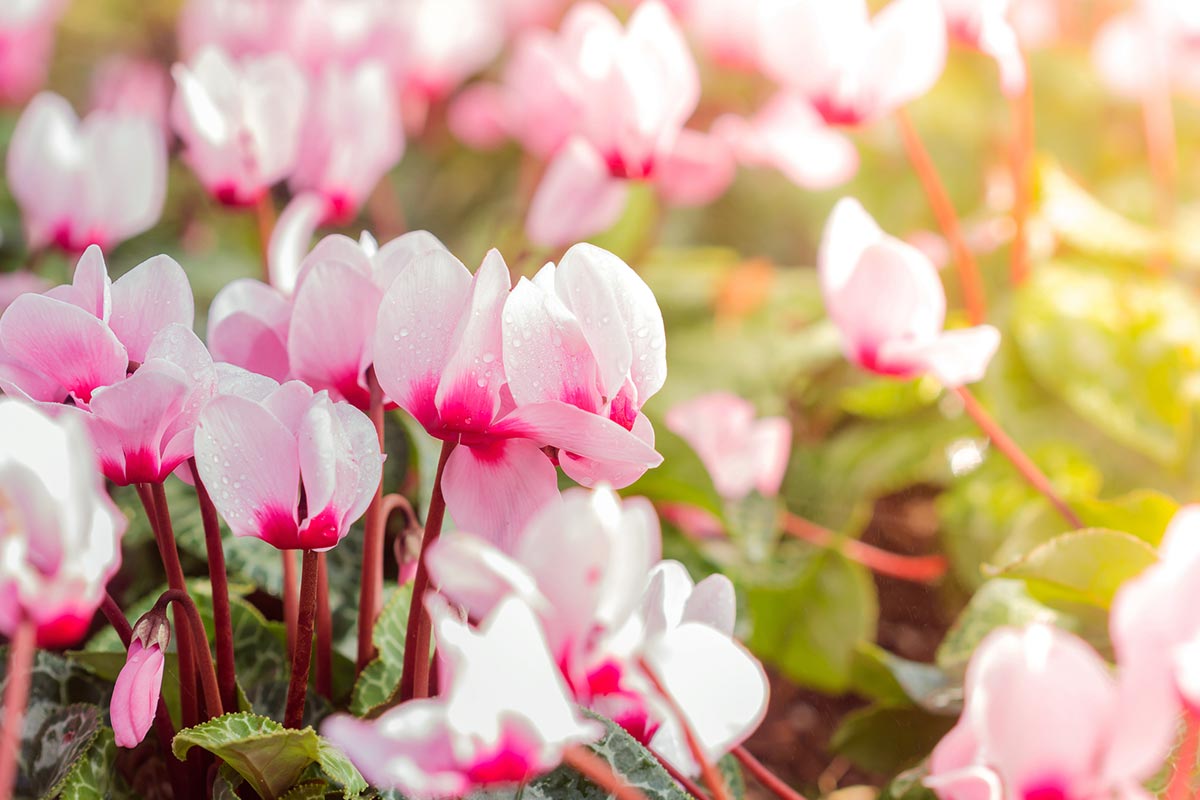 Blumenarten mit Bildern: Die schönsten Blumen in der Übersicht