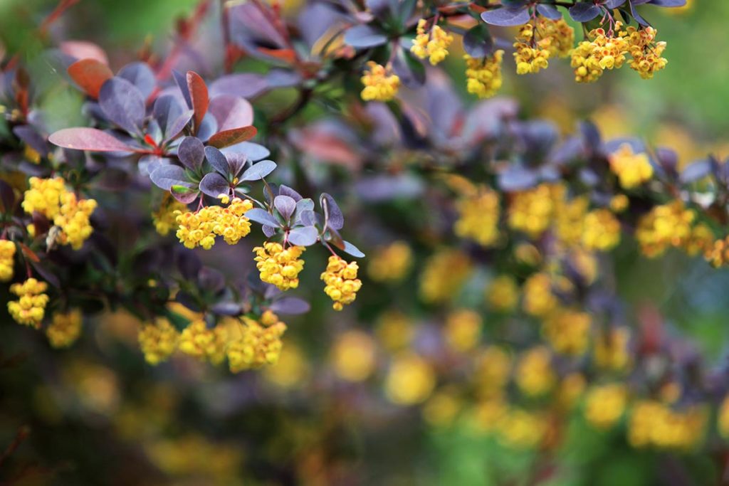 Blumenarten mit Bildern: Die schönsten Blumen in der Übersicht