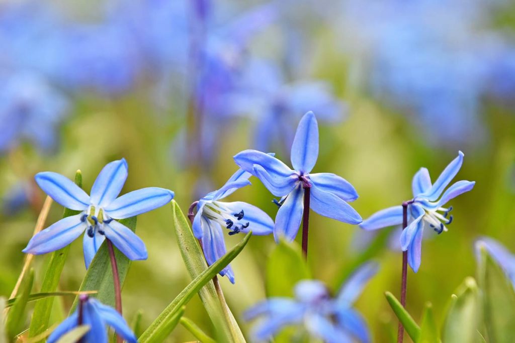 Blumenarten mit Bildern: Die schönsten Blumen in der Übersicht
