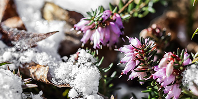 Winterharte-Gartenpflanzen-Aufmacher