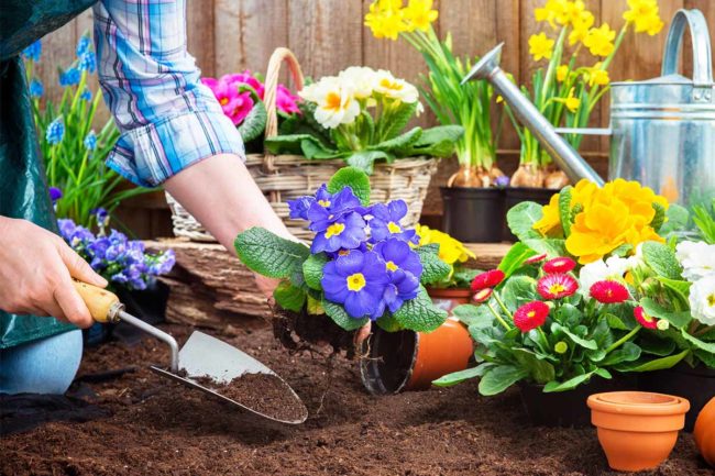 Blumenbeet anlegen Schritt für Schritt Anleitung & Tipps