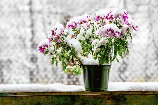 Winterharte Balkonpflanzen Bilder: Bring the Beauty of Winter to Your Balcony!