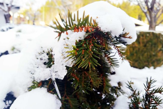 Pflanzen-im-Schnee