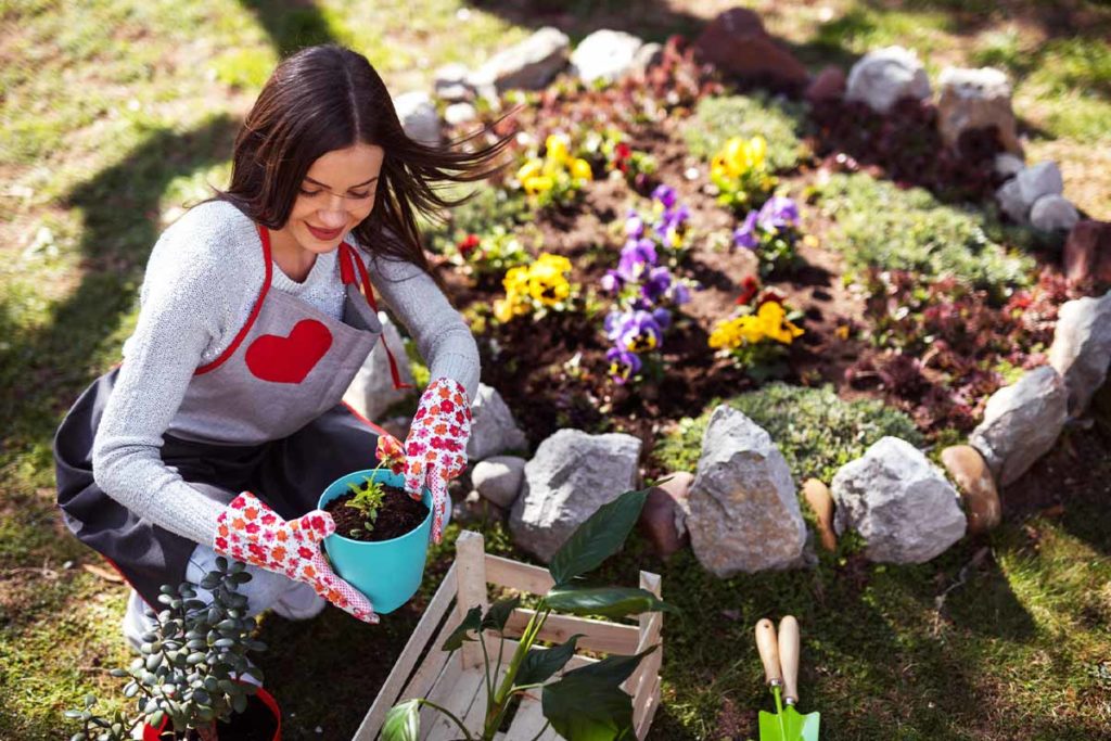 Wie richtig einpflanzen? Wann umpflanzen? Tipps und Tricks