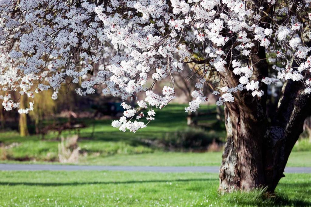 Die pflegeleichtesten Gartenbäume Welcher Baum passt?