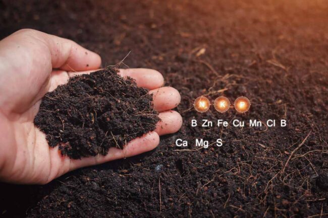 Bodenanalyse Naehrstoffe