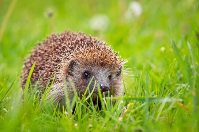 Igel-im-Garten