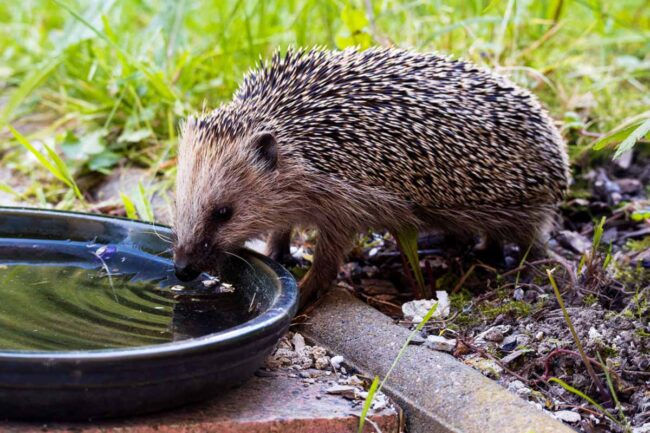 Trinkender-Igel