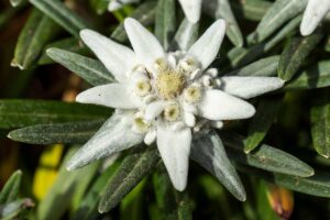 Edelweiss